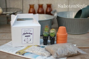 【サボテン・多肉植物 4種類/SABOTEN BOX（素焼き鉢4個入）】