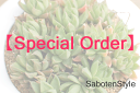 ܥƥ¿ʪ SabotenStyle㤨֡Special Order/ʸۡפβǤʤ1ߤˤʤޤ