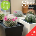 【玉サボテン 2鉢SET / スクエアPOT L】/ サボテン 多肉植物 ミニサボテン 観葉植物 インテリア オシャレ かわいい プレゼント ギフト 雑貨 母の日 父の日 バレンタイン ホワイトデー クリスマス 後藤サボテン 新生活 /