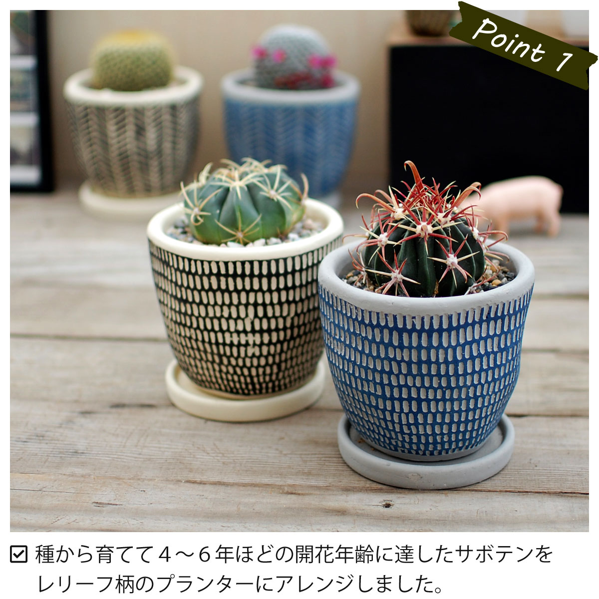 【玉サボテン / レリーフPOT】/ サボテン 多肉植物 ミニサボテン 観葉植物 インテリア オシャレ かわいい プレゼント ギフト 雑貨 母の日 父の日 バレンタイン ホワイトデー クリスマス 後藤サボテン 新生活 /格安通販　バレンタイン　人気　ランキング
