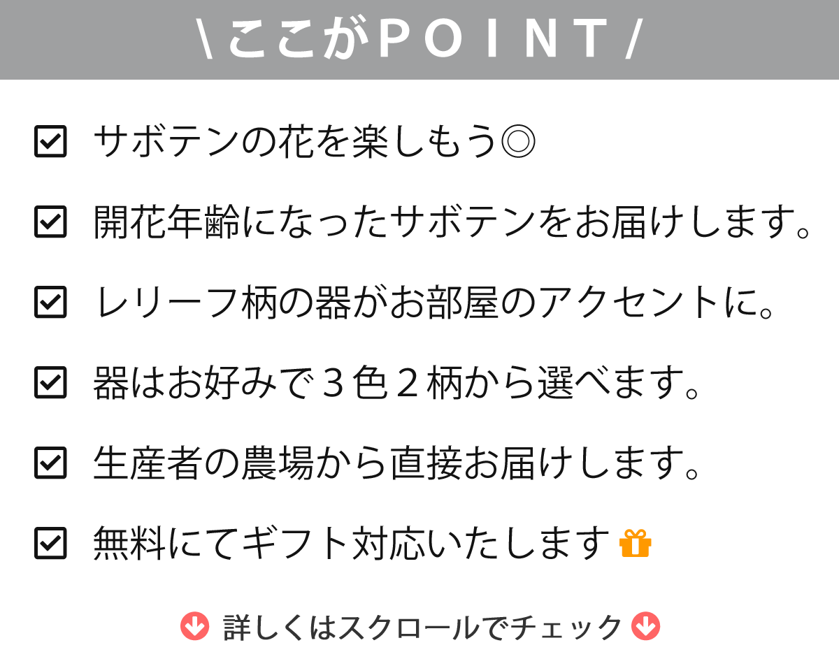 【玉サボテン / レリーフPOT】/ サボテン 多肉植物 ミニサボテン 観葉植物 インテリア オシャレ かわいい プレゼント ギフト 雑貨 母の日 父の日 バレンタイン ホワイトデー クリスマス 後藤サボテン 新生活 /格安通販　バレンタイン　人気　ランキング