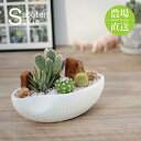 【サボテン 多肉植物 4種類 寄せ植え(白桃扇入り)/ 舟形POT S】/ ホワイトデー お祝い プレゼント ギフト 卒業 退職 癒し 寄せ植え アレンジ ミニ...