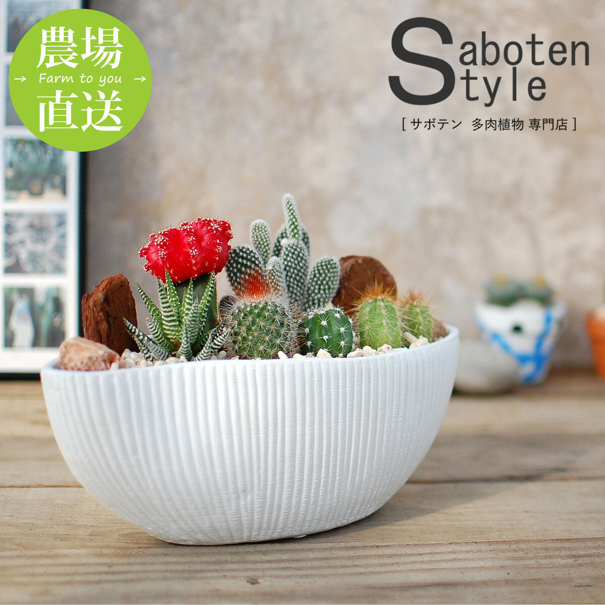 【サボテン 多肉植物 6種類 寄せ植え 緋牡丹入り / 舟形POT M】/ サボテン 多肉植物 ミニサボテン 観葉植物 インテリア オシャレ かわいい プレゼント ギフト 雑貨 母の日 父の日 バレンタイン…