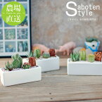 【サボテン 多肉植物　3種類　寄せ植え / レクト　S】/ サボテン 多肉植物 ミニサボテン 寄せ植え 観葉植物 インテリア オシャレ かわいい プレゼント ギフト 雑貨 母の日 父の日 バレンタイン ホワイトデー クリスマス 後藤サボテン GOTO SABOTEN /