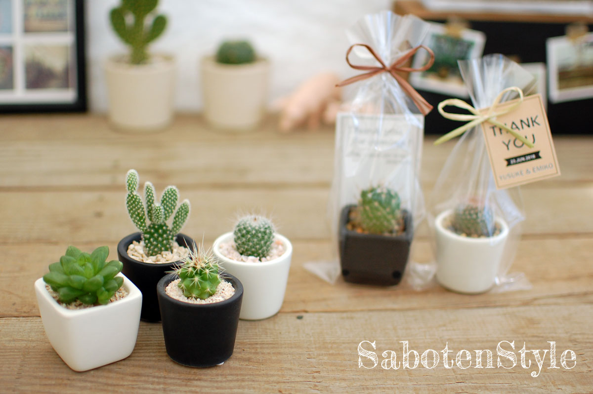 ミニ観葉植物 【サボテン 多肉植物　1POT / プチミニシリーズ】/ サボテン 多肉植物 ミニサボテン 寄せ植え 観葉植物 インテリア オシャレ かわいい プレゼント ギフト 雑貨 母の日 父の日 バレンタイン ホワイトデー クリスマス 後藤サボテン GOTO SABOTEN /