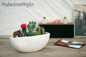 【サボテン 多肉植物 6種類 寄せ植え(緋牡丹入り)/ 舟形POT M】/ サボテン 多肉植物 ミニサボテン 観葉植物 インテリア オシャレ かわいい プレゼント ギフト 雑貨 母の日 父の日 バレンタイン ホワイトデー クリスマス GOTO SABOTEN /