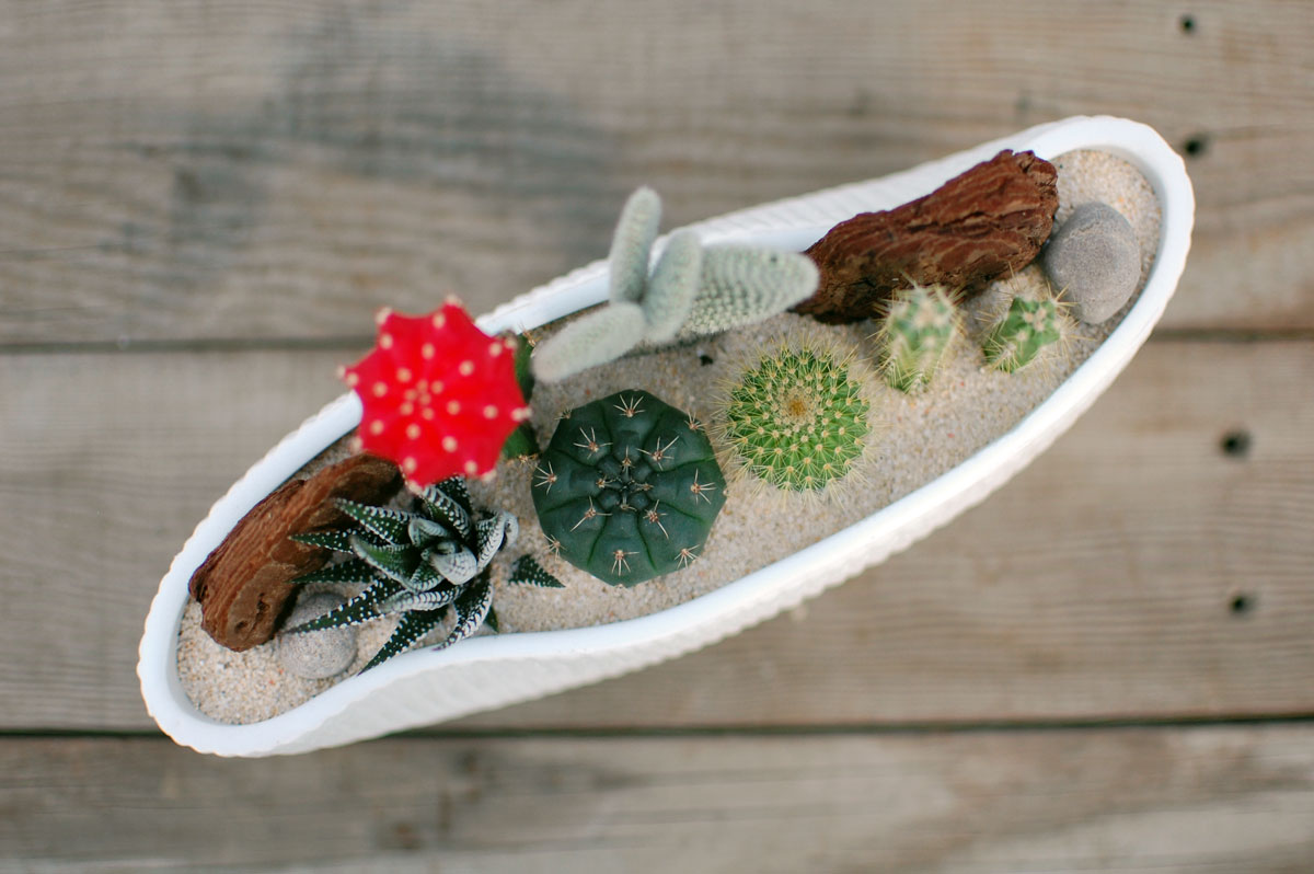 【サボテン 多肉植物　6種類　寄せ植え（緋牡丹入り）/ 舟形POT　M】/ サボテン 多肉植物 ミニサボテン 観葉植物 インテリア オシャレ かわいい プレゼント ギフト 雑貨 母の日 父の日 バレンタイン ホワイトデー クリスマス GOTO SABOTEN /格安通販　バレンタイン　人気　ランキング