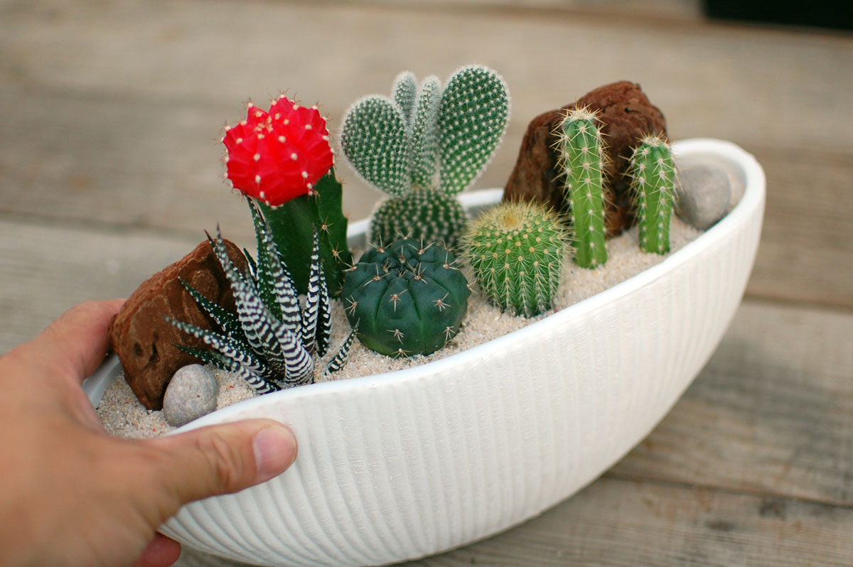 【サボテン 多肉植物　6種類　寄せ植え（緋牡丹入り）/ 舟形POT　M】/ サボテン 多肉植物 ミニサボテン 観葉植物 インテリア オシャレ かわいい プレゼント ギフト 雑貨 母の日 父の日 バレンタイン ホワイトデー クリスマス GOTO SABOTEN /格安通販　バレンタイン　人気　ランキング