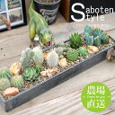 【サボテン 多肉植物　サボテンジオラマ / Plastic Pot レクトL 】/ サボテン ジオラマ ミニサボテン 観葉植物 インテリア オシャレ かわいい プレゼント ギフト 雑貨 母の日 父の日 バレンタイン ホワイトデー 新生活 /