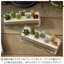 【サボテン 多肉植物 5種類 寄せ植え / ガラスレクト】/ サボテン 多肉植物 ミニサボテン 寄せ植え 観葉植物 インテリア オシャレ かわいい プレゼント ギフト 雑貨 母の日 父の日 バレンタイン ホワイトデー クリスマス 後藤サボテン GOTO SABOTEN / 3