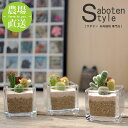 ミニ観葉植物 【サボテン 多肉植物 3種類 寄せ植え / スクエアガラス　S】/ サボテン 多肉植物 ミニサボテン 寄せ植え 観葉植物 インテリア オシャレ かわいい プレゼント ギフト 雑貨 母の日 父の日 バレンタイン ホワイトデー クリスマス GOTO SABOTEN /