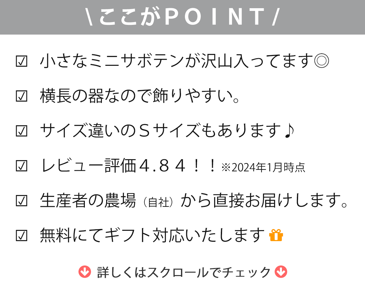 【横長で飾りやすい】6種のサボテン寄せ植え レクトL | 棚やカウンターにちょうど...