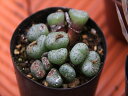 安珍? コノフィツム 多肉植物