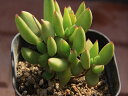 モンキーネイル 多肉植物