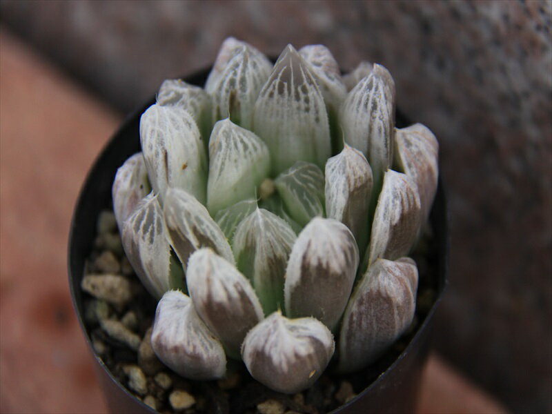 ハオルチア⭐️ 月の恋人⭐️ 斑入り 美苗　美品　発根済み。 ハオルチア⭐️ 月の恋人⭐️ 斑入り 美苗 美品 発根済み。 - メルカリ