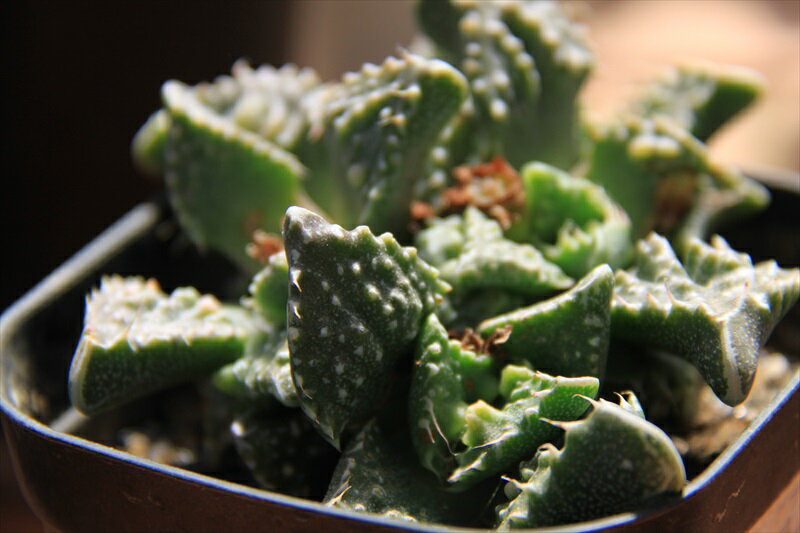 怒涛　フォーカリア　多肉植物のサムネイル