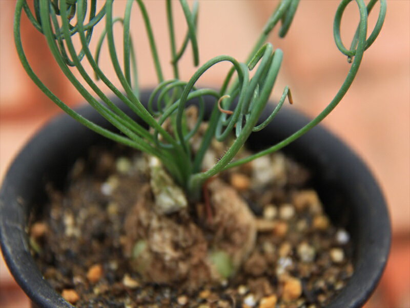 コンコルディアナ　多肉植物のサムネイル