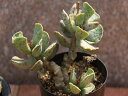白肌クーペリ(立木)【割】 多肉植物