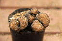 朱弦玉 リトップス 多肉植物