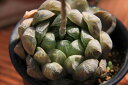 オブツーサ特大 多肉植物