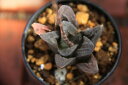 ウィミー交配【割】 多肉植物