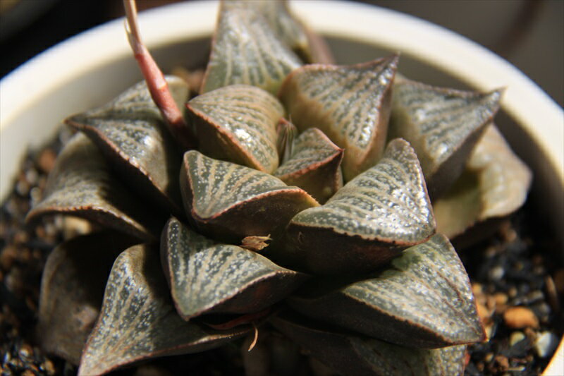 スプレンデンス　多肉植物