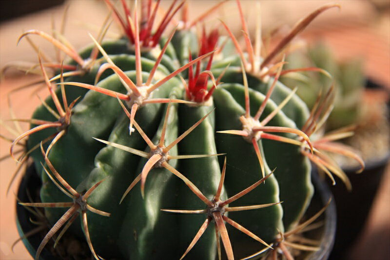 日の出丸　サボテンのサムネイル