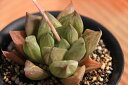 ハオルチア【割】 多肉植物