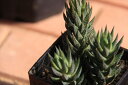 カマブゼニアナ 多肉植物