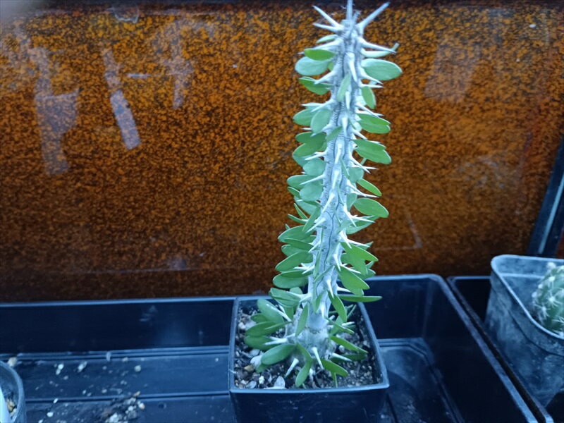 楽天市場】アローディア 植物の通販