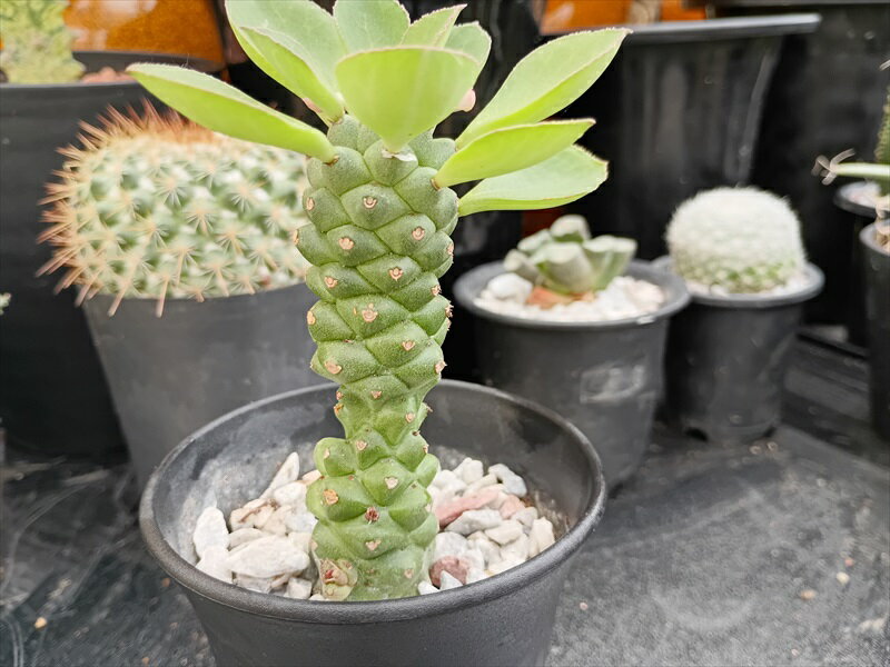 楽天市場】モナデニウム（花・観葉植物｜花・ガーデン・DIY）の通販
