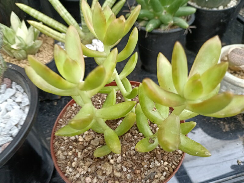 楽天市場】多肉植物 銘月の通販