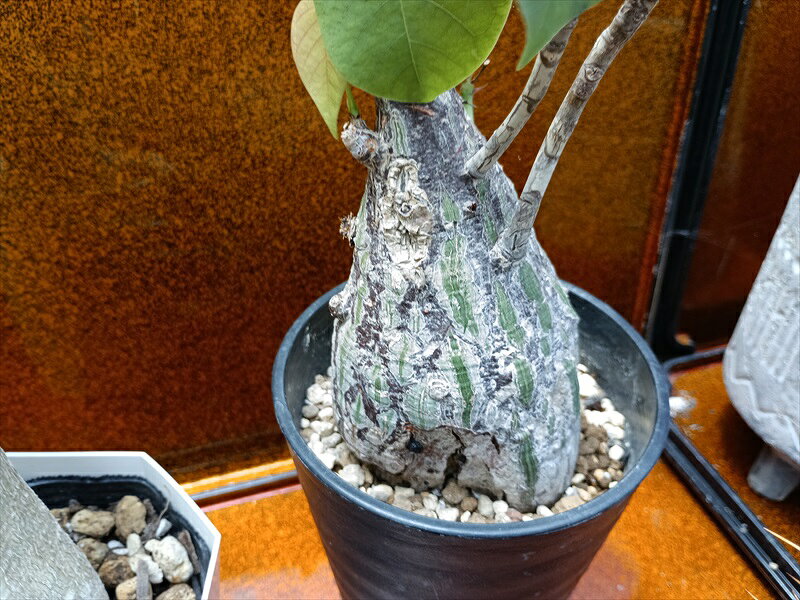 楽天市場】ボンバックス（観葉植物｜花・観葉植物）：花・ガーデン