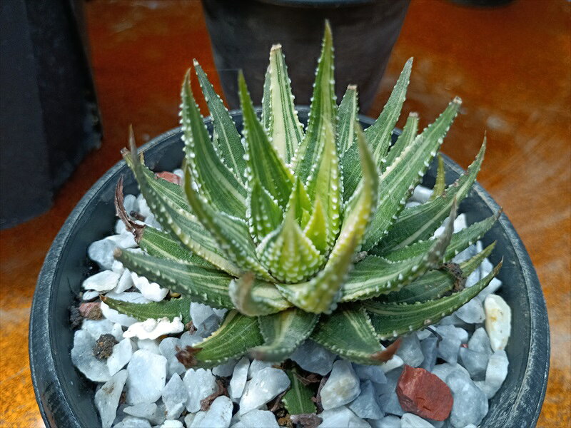 ■商品について □金城錦　 ○商品のサイズ　植物の大きさ　　W7cm ○科属名　ハオルチア ○コメント　
