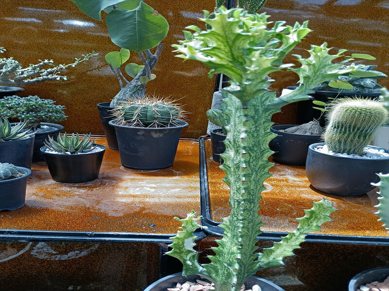トリゴナ　多肉植物