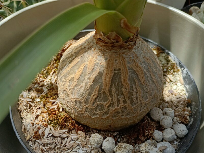 トックリラン多肉植物