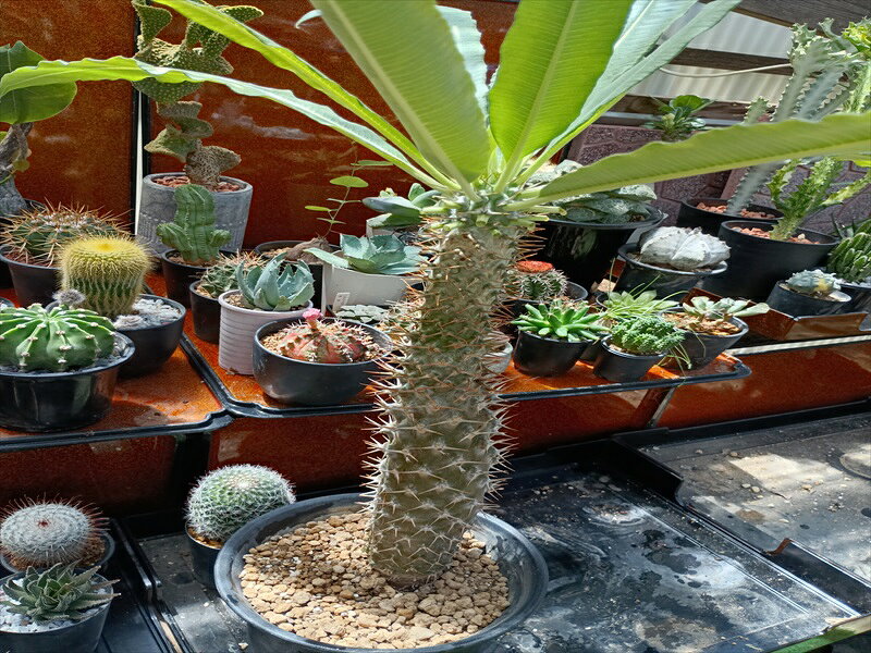 ■商品について □ラモスム ○商品のサイズ　植物の大きさ　H47cm ○科属名　パキポディウム ○コメント　