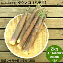 産地直送 おいしさ佐渡産 朝掘り 生たけのこ ハチク 淡竹 破竹【送料無料(込)】2kg(3〜6本)朝採ってその日のうちに発送。佐渡ヶ島の自然で育った新鮮タケノ...