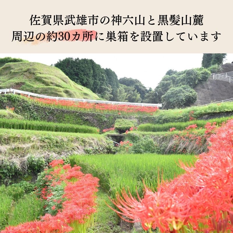 国産純粋はちみつ 百花蜜 1kg 1本 九州 佐賀 高級 希少 はちみつ ハチミツ 蜂蜜 生はちみつ 100% 純粋 国産蜂蜜 国産はちみつ 非加熱 日本ミツバチ ギフト お取り寄せ 贈答 カロリーオフ 健康