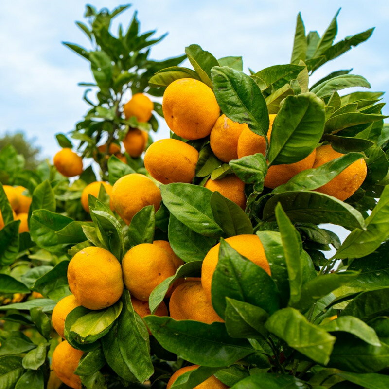 �����ߤ���Ȣ��8kg����������