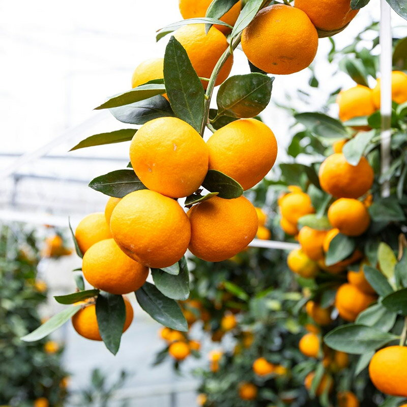 みかんの木をまるごと詰め込んだお酒「CraftGin NatsuoriMikan」唐津市 大場農園