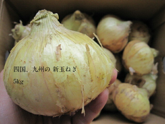 【うれしい!!新玉!!】四国、九州の【新玉ねぎ5kg】【送料無料(一部地域を除く) ● 愛媛、香川、長崎産】新玉葱（たまねぎ・玉ねぎ・タマ..