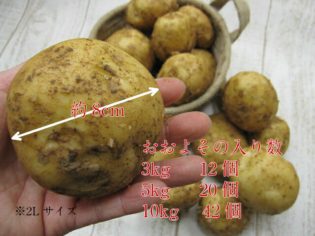 九州から届きました!!2L,3Lでっかい新ばれいしょ5kg!!!リピータの方が沢山!!! 2