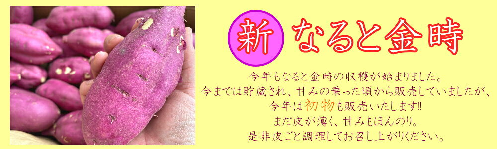 【送料無料!!(一部地域を除く)】選べる!! 徳島県産【新物★なると金時】5kg Mサイズ★焼き芋に♪里むすめ選べます★【見た目に訳ありを含む】里むすめ、松茂美人、甘姫、大津、大学芋、天ぷら 鳴門金時 焼いも 大学芋に さつまいも なると金時派？安納芋派？ sai-marche-de-sanuki-10000139 Sai 〜Marche de Sanuki〜 サンプル画像2