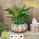 サボテン鉢 面白い植木鉢 カボチャ型 リアルなカボチャ 可愛い カボチャのモデル プランター セメント製 スタイリッシュ 雰囲気アップ インテリア鉢 ガーデニング用品 おしゃれな植木鉢 セメントプランター 可愛いプランター RaogtCYU