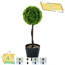 460円OFFクーポン 観葉植物 リアル 人工観葉植物 フェイクグリーン ミニポット デスクサイド アレンジメント 本物みたい テーブル 玄関 窓側 リビング ...