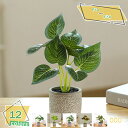 760円OFFクーポン 人工観葉植物 ポット付き インテリアグリーン ラウンドポット キューブポット 観葉植物 フェイクグリーン まあるい 小型 ミニ 鉢植え 人工植物 インテリア テーブル 玄関 窓側 リビング オフィス 母の日 父の日 ギフト RaogtCYU