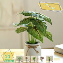 760円OFFクーポン 観葉植物 ミニ 観葉植物 フェイクグリーン 装 インテリア 植物鉢植え プレゼント 卓上 かんたん癒やし空間 ガーデニング お世話不要 デコレーション 造花 観葉植物 ミニ 鉢植え フェイクグリーン 造花 人工観葉植物 RaogtCYU