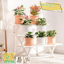 2000円OFFクーポン ボタニカルフラワースタンド 3段 幅900mm 奥行540mm ラック 鉢置き 植木鉢 整理 シンプル おしゃれ 軽い プラスチック 花壇 花 鉢 台 植物 庭 ベランダ 棚 飾り棚 花台 花置き おしゃれ 組立て簡単 飾り棚 ガーデン ホワイト 庭 ガーデニング RaogtCYU