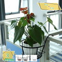 300円OFFクーポン フラワースタンド 壁掛け プランター 植木鉢 スタンド おしゃれ 屋外 園芸ラック 吊り下げ 壁掛けプランター ハンギング フェンス プ...